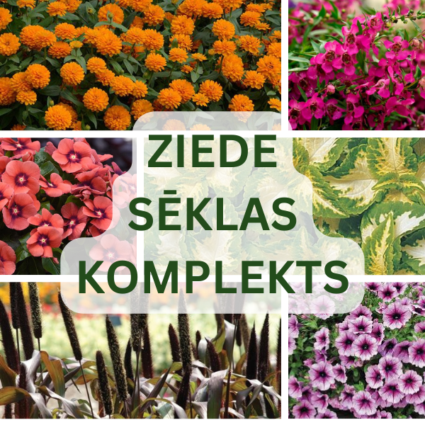 Gėlių sėklų rinkinys NOJAUS SĖKLOS hermetikuose