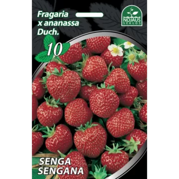 Braškės Senga Sengana 10vnt