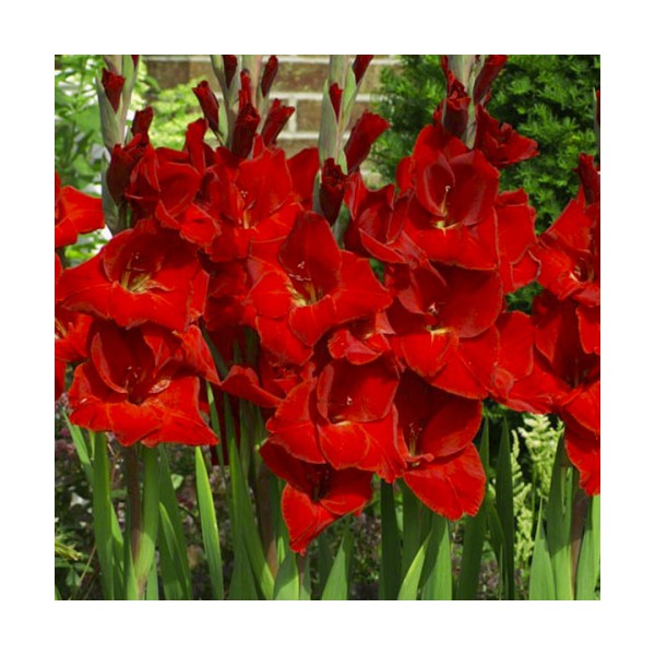 Kardeliai Fortuna Red 50sv MEGA PACK