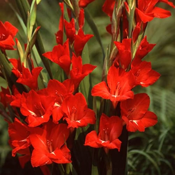 Kardeliai Fortuna Red 50sv MEGA PACK
