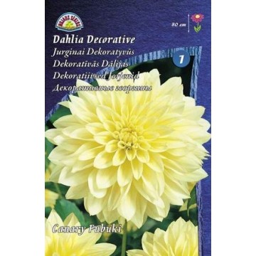 JURGINAS CANARY FUBUKI 1vnt