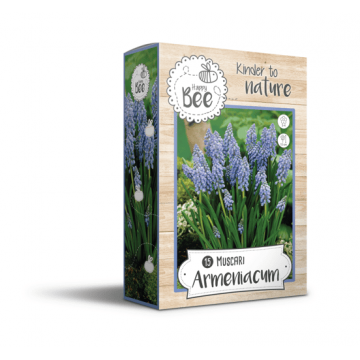 Žydrės MUSCARI ARMENIACUM...