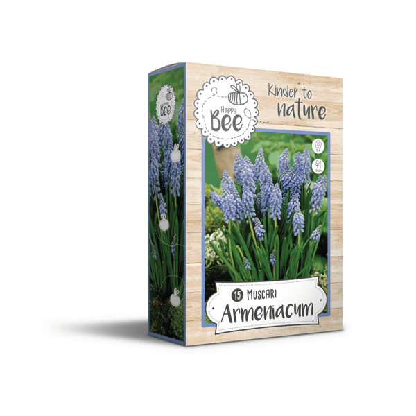Žydrės MUSCARI ARMENIACUM 6/7 15sv.