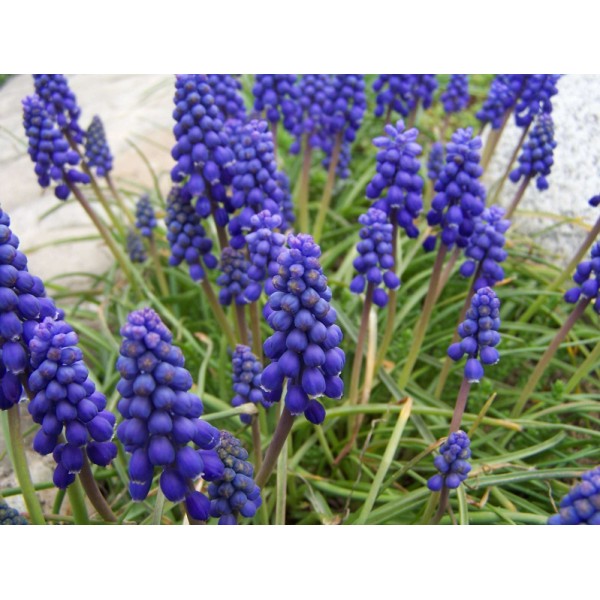 Žydrės MUSCARI ARMENIACUM 6/7 15sv.