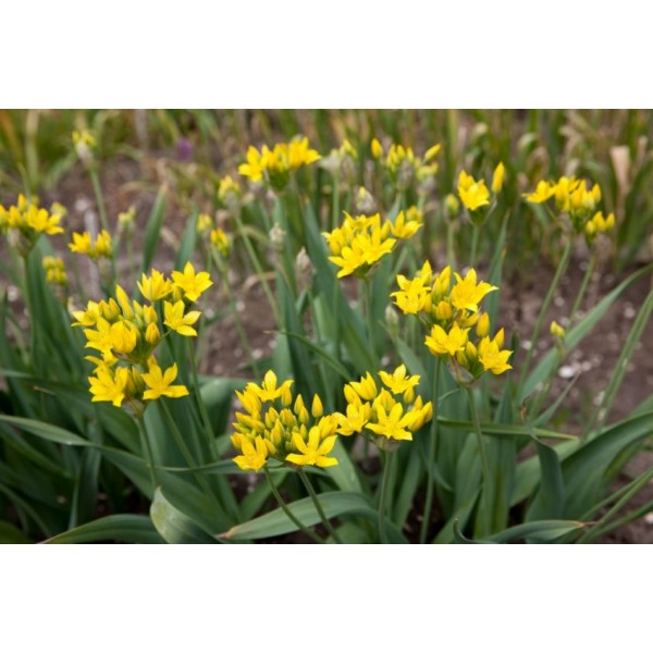 Česnakai MOLY 4/5 25sv.