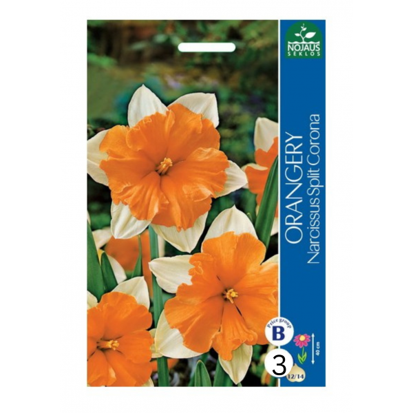 NARCIZAI ORANGERY 12/14 3 sv.