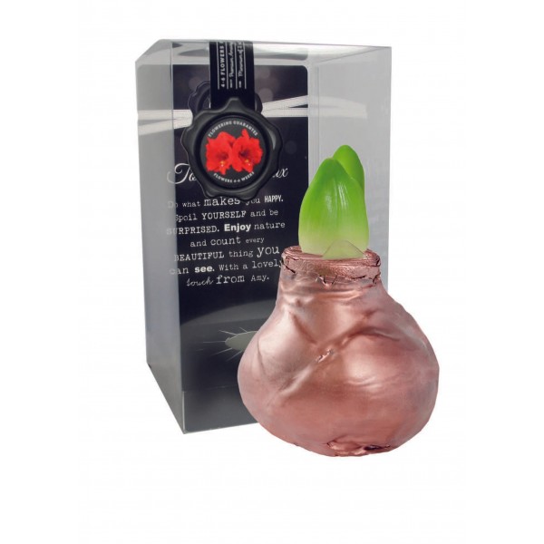 Gloss Varinis (P) vaškuotas amarilis - Raudonas žiedas 1vnt