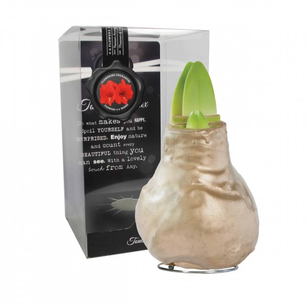 Gloss Auksinis (P) vaškuotas amarilis - Raudonas žiedas 1vnt