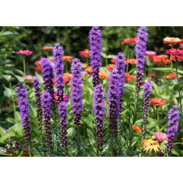 Gėlių svogūnėlių rinkinys Bee Gentle 50 sv.