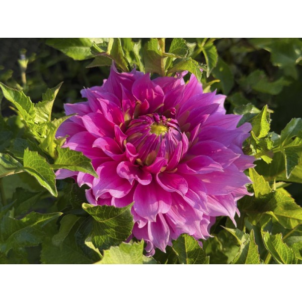 Gėlių svogūnėlių rinkinys Bee Gentle 50 sv.