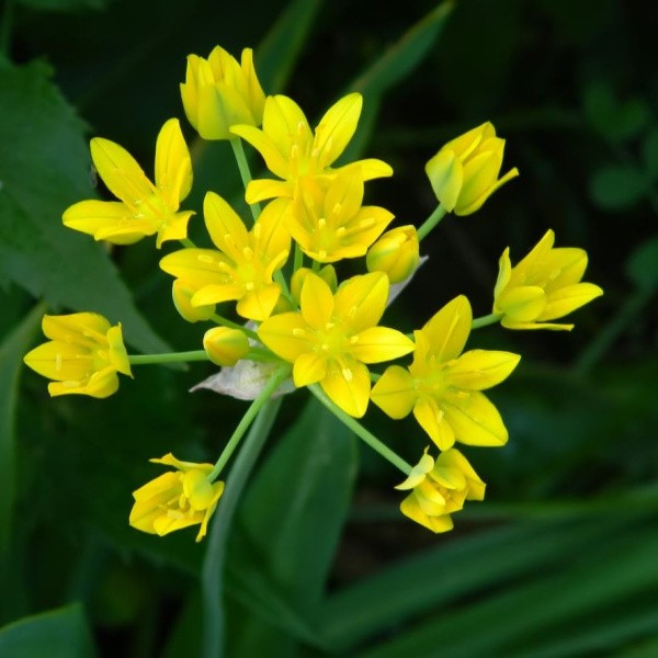 Gėlių svogūnėlių rinkinys Sunny Buzz 50 sv.