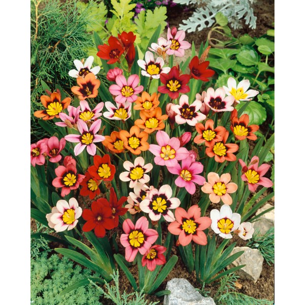 Gėlių svogūnėlių rinkinys Sunny Buzz 50 sv.