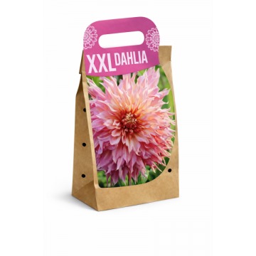 XXL Jurginas Penhill...