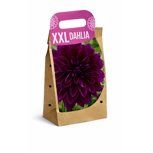 XXL Jurginas Thomas Edison 1 sv.