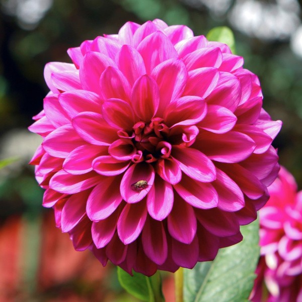 Dekoratyvinis rožinis jurginas 1 vnt.