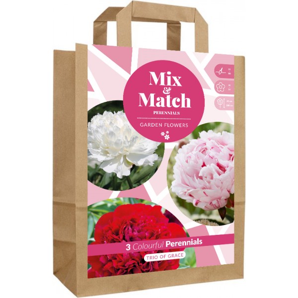 Gėlių svogūnėlių rinkinys Trio of Grace 3 sv.