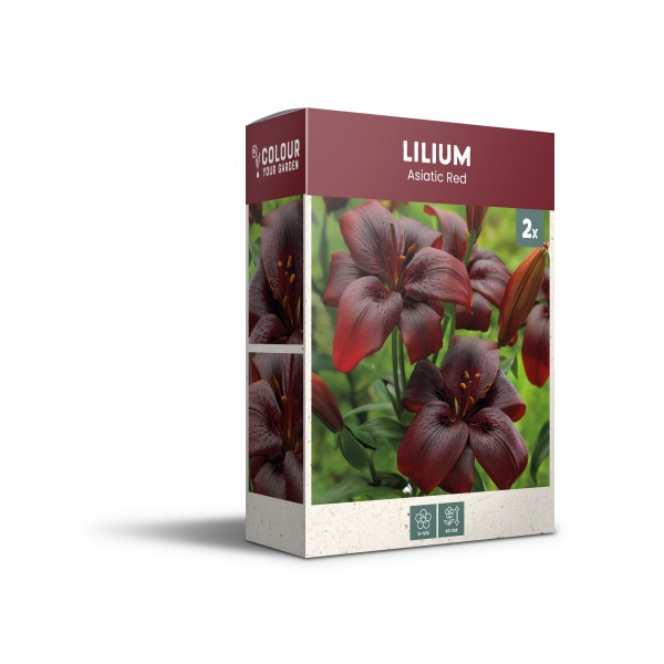 Lelijos Asiatic Red 2 sv.