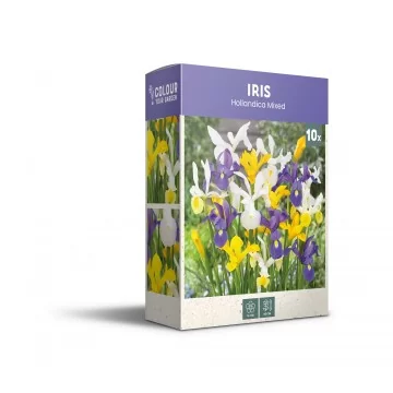 Vilkdalgiai Hollandica...