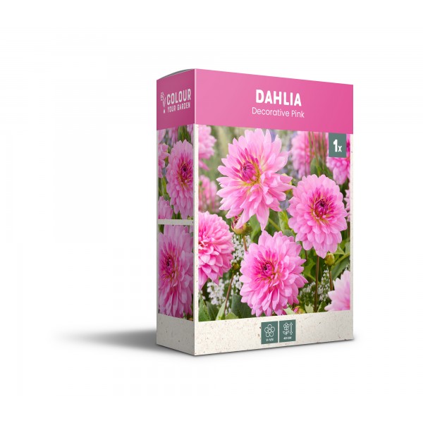 Dekoratyvinis rožinis jurginas 1 vnt.