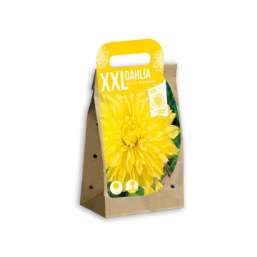 XXL Jurginas Kelvin...