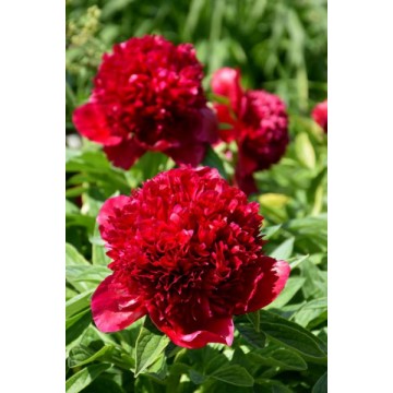 Bijūnas Red Charm 1sv.