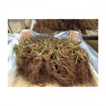 Braškės Frigo Asia A+ 1...