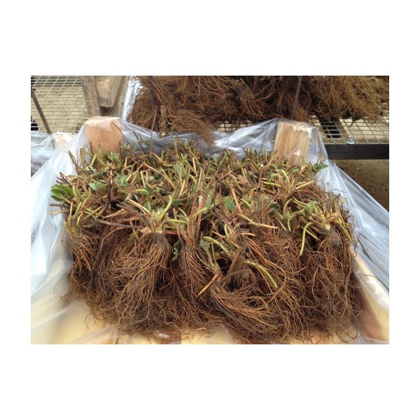 Braškės Frigo Asia A+ 1 dėžė (250vnt.)