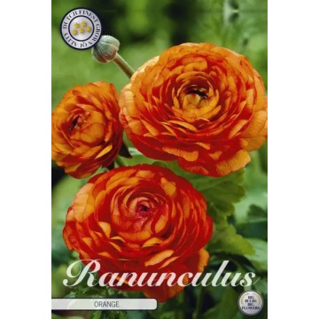 Vėdrynai ORANGE 10 sv.