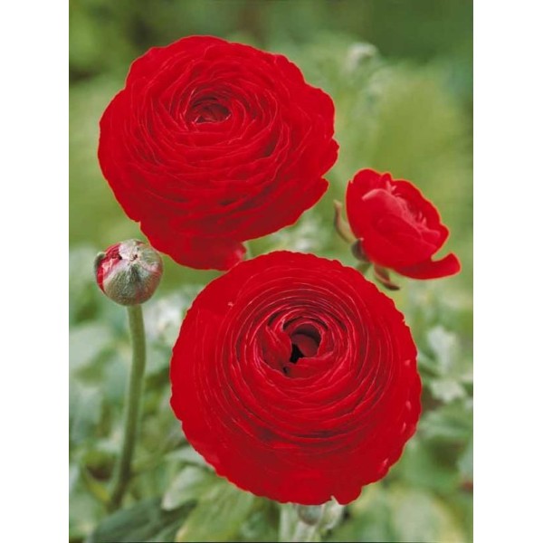 Vėdrynai RED 10 sv.