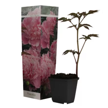 Bijūnas žolinis Double Pink...