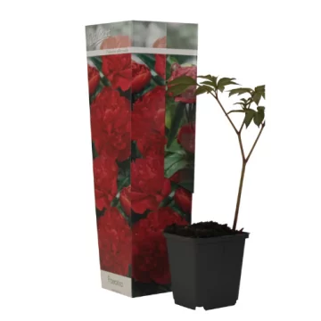 Bijūnas žolinis Double Red...