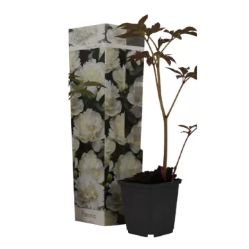 Bijūnas žolinis Double...