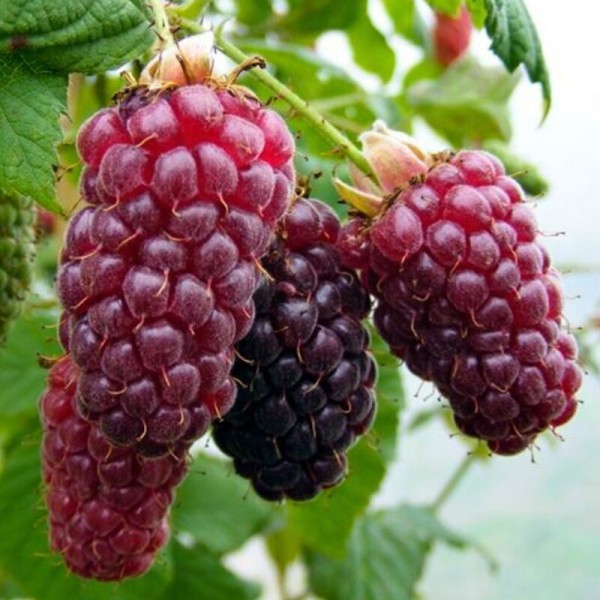 Avietės ir gervuogės hibridas Tayberry vazonėlyje