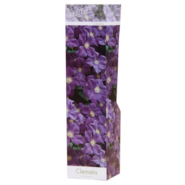 Raganė Violet vazonėlyje