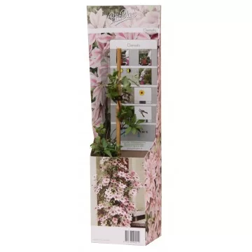 Raganė Bicolor vazonėlyje