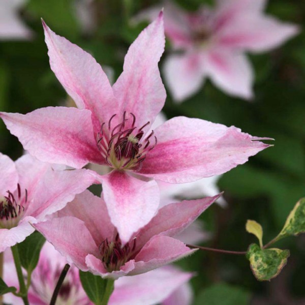 Raganė Pink vazonėlyje