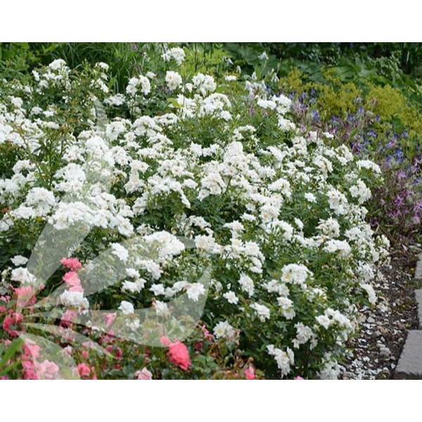 Šliaužianti rožė Rosa Fairy (balta)