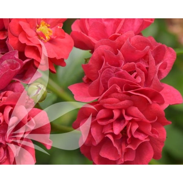 Šliaužianti rožė Rosa Fairy 6388
