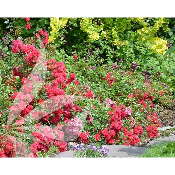Šliaužianti rožė Rosa Fairy 6388