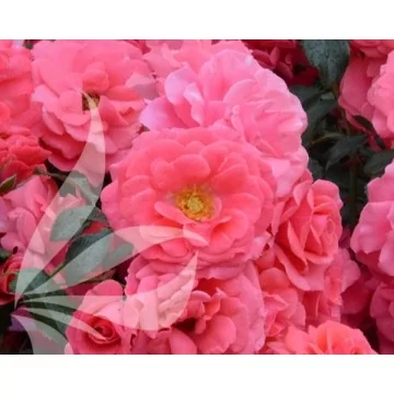 Šliaužianti rožė Rosa Fairy...