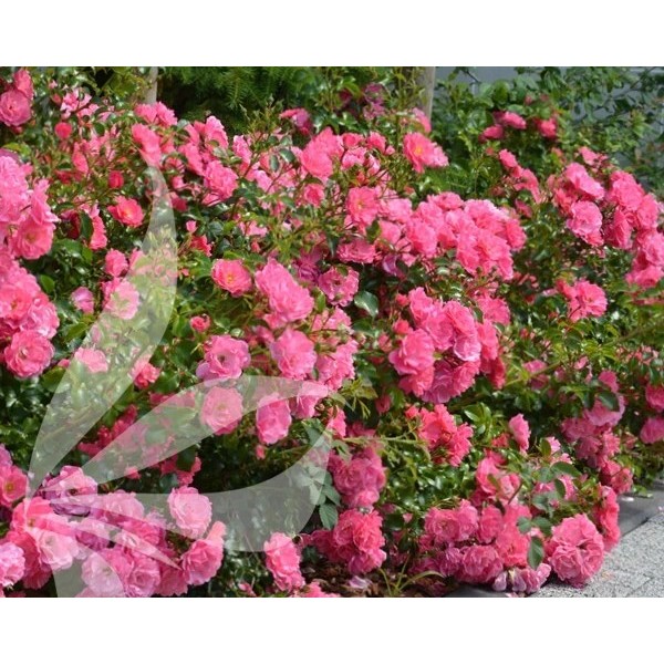 Šliaužianti rožė Rosa Fairy (raudona, rožinė)