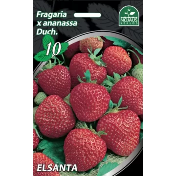 Braškės Elsanta 3vnt