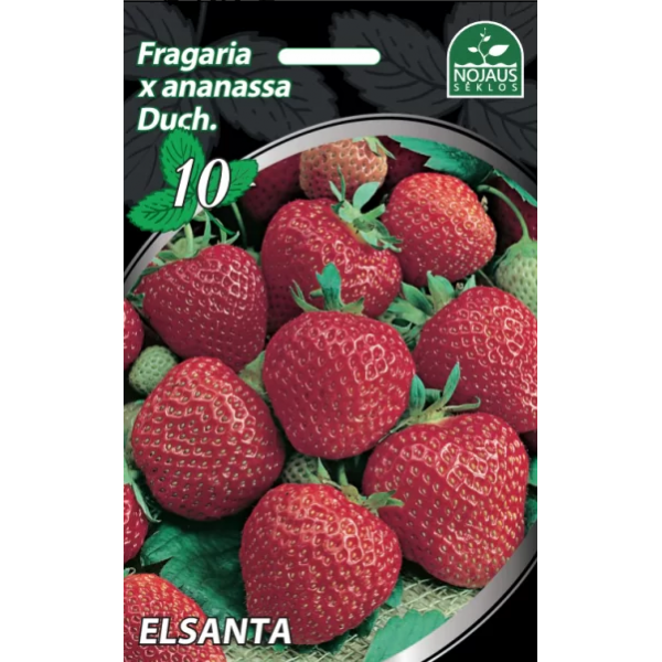 Braškės Elsanta 3vnt