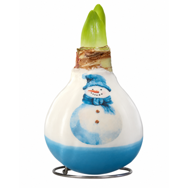 Vaškuotas amarilis "Blue Snowman'' - Raudonas žiedas 1vnt.