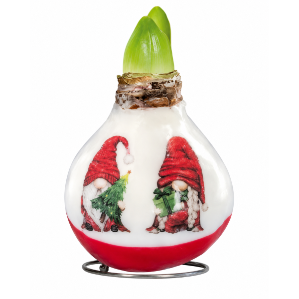 Vaškuotas amarilis "X-Mas Gnomes'' - Raudonas žiedas 1vnt.