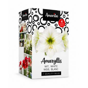 Baltas amarilis „Amorita“...