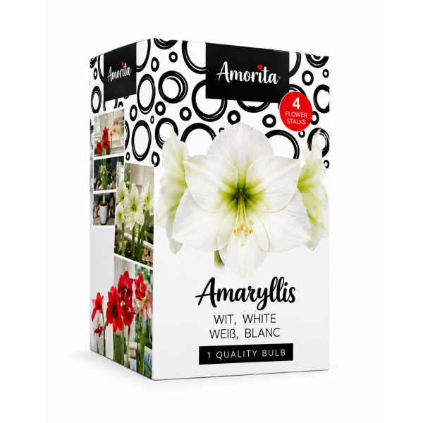 Baltas amarilis „Amorita“ su vazonėliu
