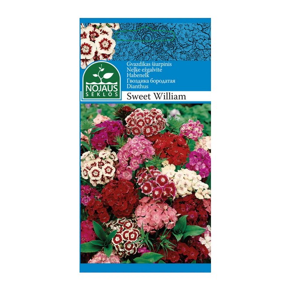 GVAZDIKAS ŠIURPINIS SWEET WILLIAM (MIŠINYS)