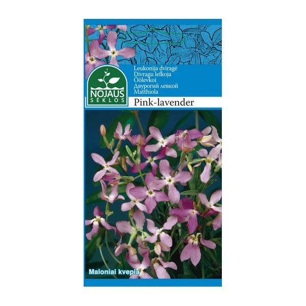 LEUKONIJA DVIRAGĖ PINK LAVENDER