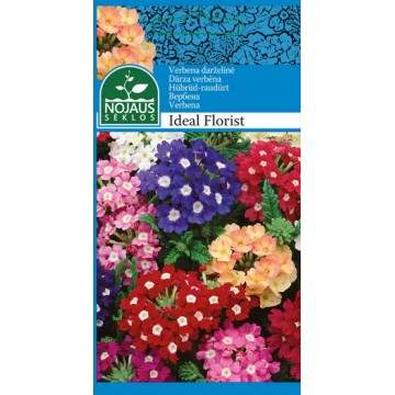 VERBENA DARŽELINĖ IDEAL...